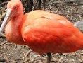 Ibis